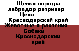 Щенки породы лабрадор ретривер › Цена ­ 20 000 - Краснодарский край Животные и растения » Собаки   . Краснодарский край